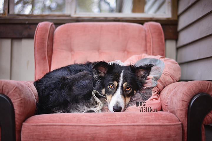 So tired after swimming | ww.DOGvision.be | dog photography & photography tips