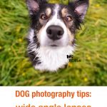 Dog photography tips & tricks | wide angle lenses for dog photography | www.DOGvision.be