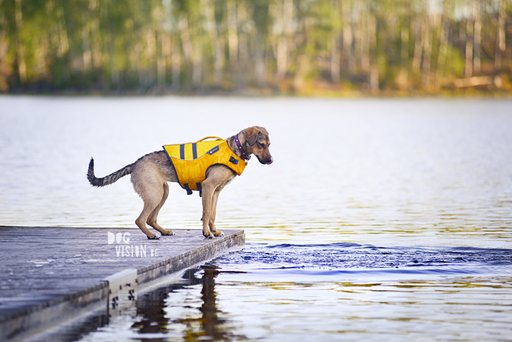 Muttpuppy learn to swim| Ruffwear life jacket | dog photography tips & tricks on www.DOGvision.be