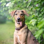 #TongueOutTuesday (24)| www.DOGvision.be | dog blog and photography projects