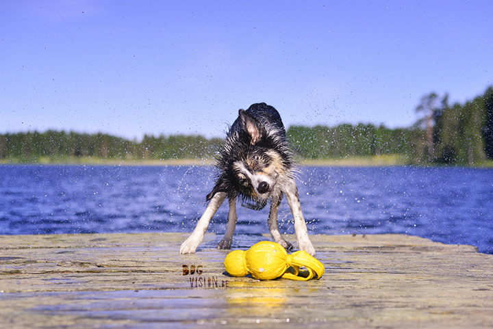 #TongueOutTuesday (25)| dog photography project | www.DOGvision.be