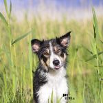 #TongueOutTuesday (25)| dog photography project | www.DOGvision.be