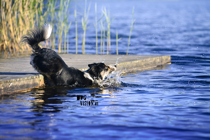 When Mogwai forgets to jump! | www.DOGvision.be | dog photography