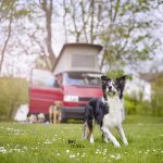 Spring Road trip with dogs in Europe | www.DOGvision.be