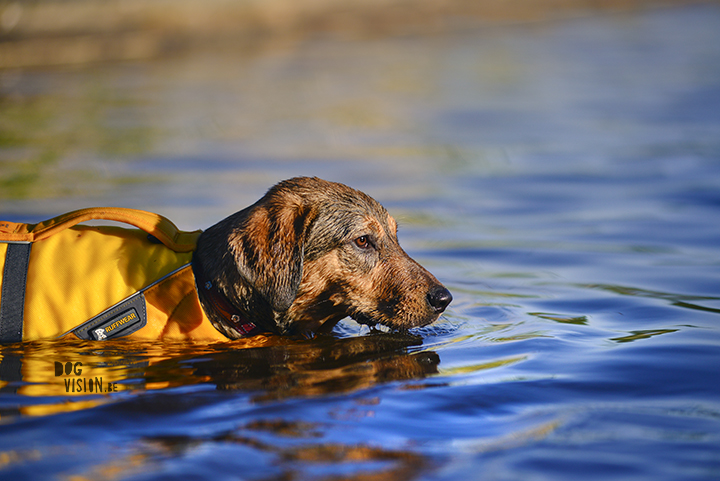 Oona learns to swim with Ruffwear life vest| blog on www.DOGvision.be