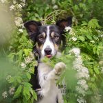 #TongueOutTuesday (23) | dog photography project