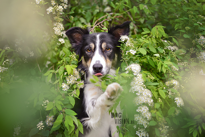  #TongueOutTuesday (23) | dog photography project