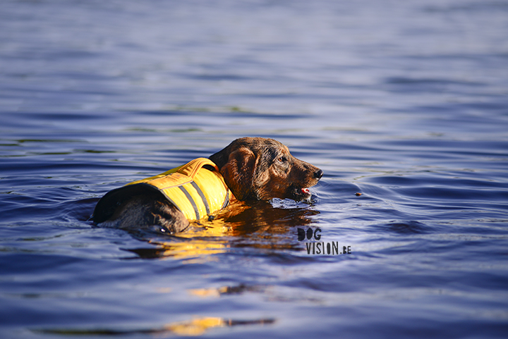 Oona learns to swim with Ruffwear life vest| blog on www.DOGvision.be