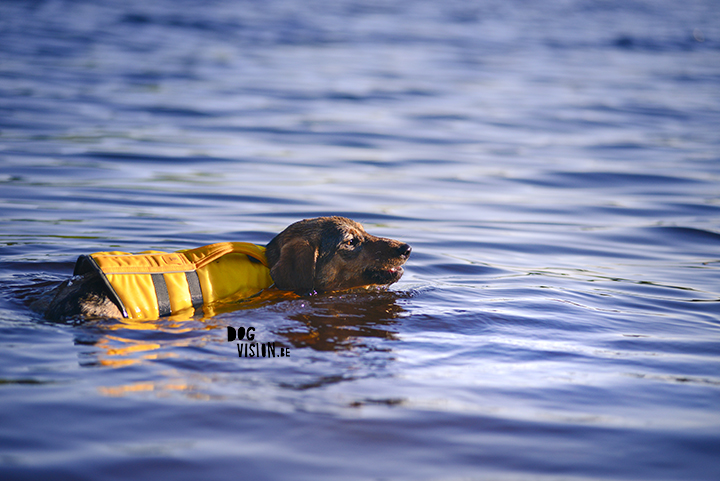 Oona learns to swim with Ruffwear life vest| blog on www.DOGvision.be