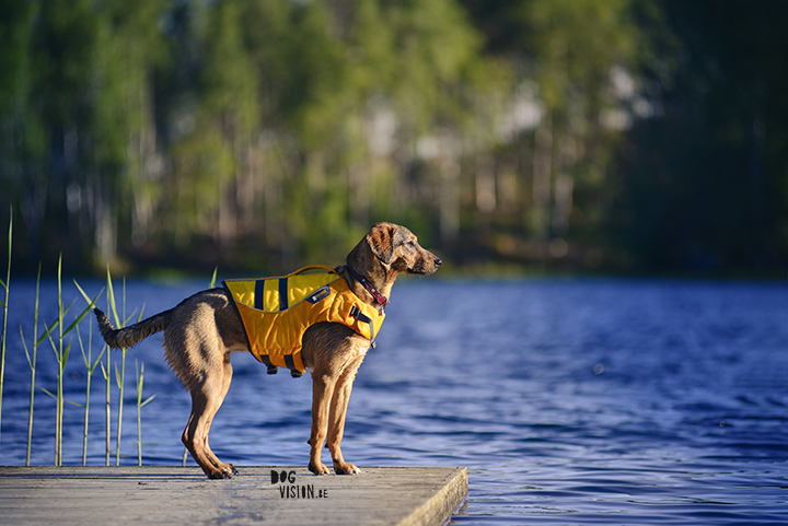 Oona learns to swim with Ruffwear life vest| blog on www.DOGvision.be