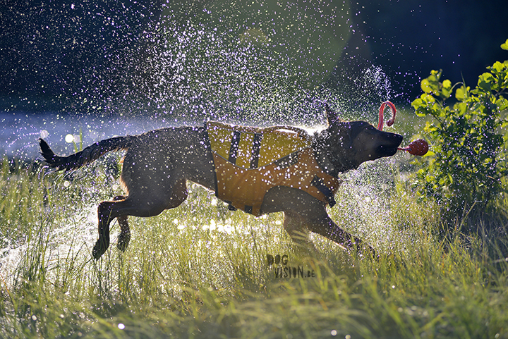 Oona learns to swim with Ruffwear life vest| blog on www.DOGvision.be