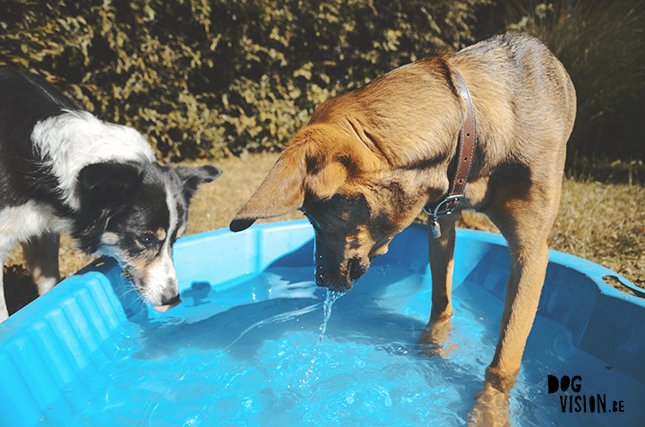 Swimming pool for dogs | Oona, rescue dog from Bosnia | DOG photography and blog on www.DOGvision.be 