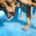Pool babes | dog blog on www.DOGvision.be | pool for dogs
