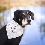 #TongueOutTuesday (29)| Sweden| rescue dog, Border Collie & Transylvanian hound | dog photography | www.DOGvision.be