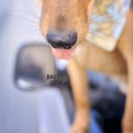 #TongueOutTuesday (29)| Sweden| rescue dog, Border Collie & Transylvanian hound | dog photography | www.DOGvision.be