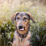 #TongueOutTuesday (27)| dog photography | www.DOGvision.be