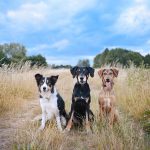 All 3 of my dogs together | www.DOGvision.be
