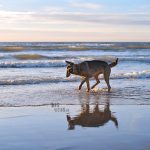 Our secret spot at the beach, Domburg Netherlands | dog photography/ hondenfotografie | www.DOGvision.be