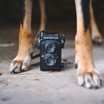 How to find your own photographic style? | dog photography tips & tricks on www.DOGvision.be