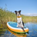 #TongueOutTuesday (31) | dog sup | blog on www.DOGvision.be