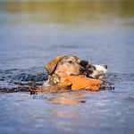 Exploring lakes together | DOGvision dog photography | www.DOGvision.be