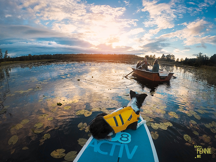Red paddle co | dog sup | Border Collie | Gopro shot | lake life Sweden | www.DOGvision.be