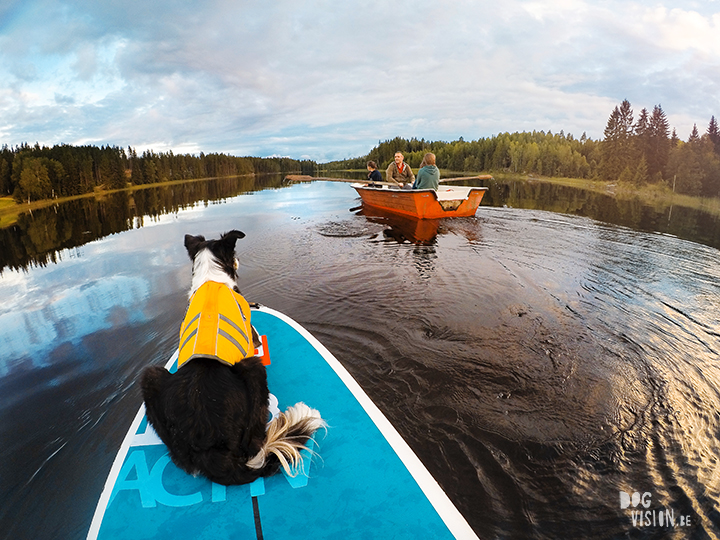 Red paddle co | dog sup | Border Collie | Gopro shot | lake life Sweden | www.DOGvision.be