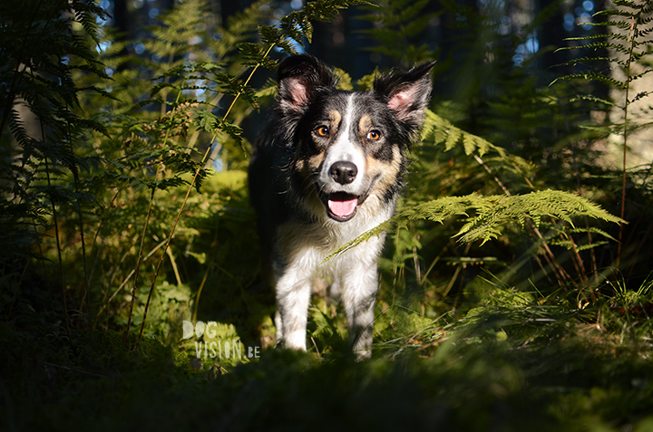 #TongueOutTuesday (33) | dogvision dog photography | www.DOGvision.be