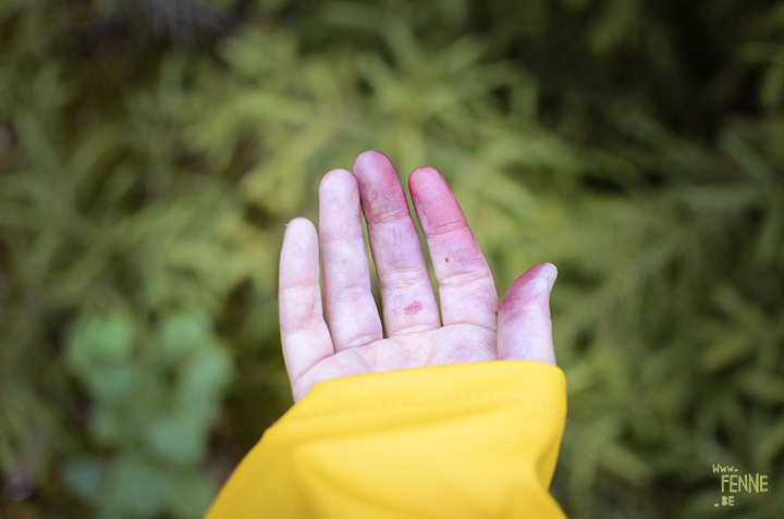 Picking berries in Dalarna, Sweden | www.DOGvision.be