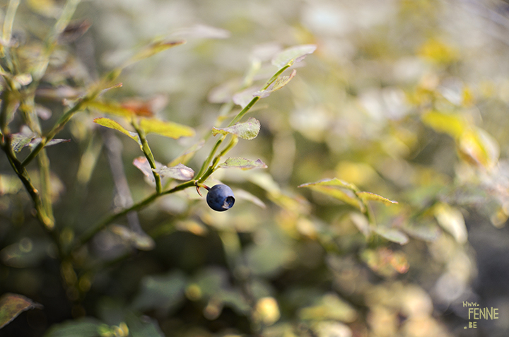 Picking berries in Dalarna, Sweden | www.DOGvision.be