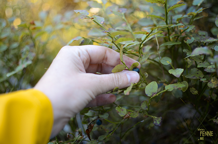 Picking berries in Dalarna, Sweden | www.DOGvision.be