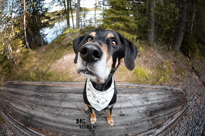 Exploring lakes together | DOGvision dog photography | www.DOGvision.be