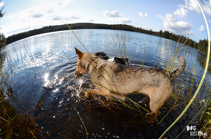 Exploring lakes together | DOGvision dog photography | www.DOGvision.be