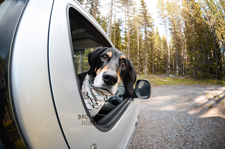 Exploring lakes together | DOGvision dog photography | www.DOGvision.be