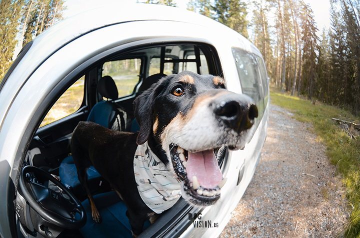 Exploring lakes together | DOGvision dog photography | www.DOGvision.be