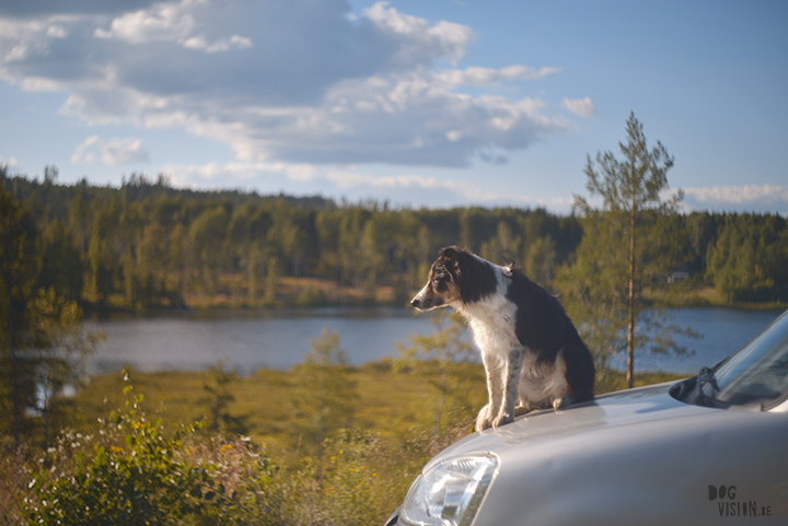 Exploring lakes together | DOGvision dog photography | www.DOGvision.be