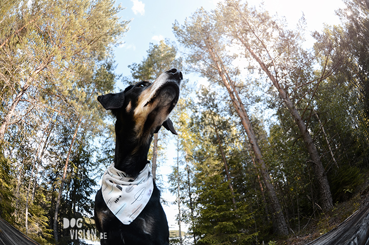 Exploring lakes together | DOGvision dog photography | www.DOGvision.be