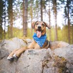 #TongueOutTuesday (32)| dogvision dog photography | www.DOGvision.be