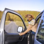 Road tripping with dogs | dog photography | www.DOGvision.be
