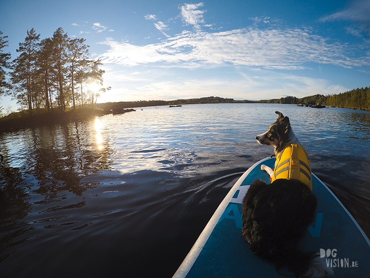 Red paddle co | dog sup | Border Collie | gopro shot | lake life Sweden | www.DOGvision.be