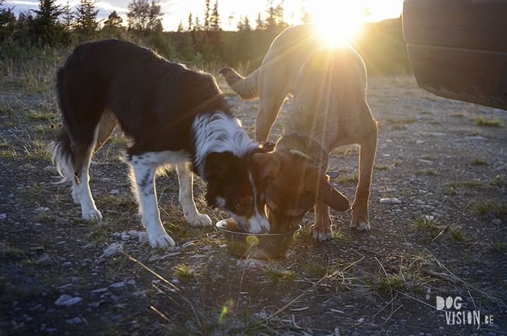 Flatruet and camping with dogs in Jämtland, Sweden | blog on www.DOGvision.be