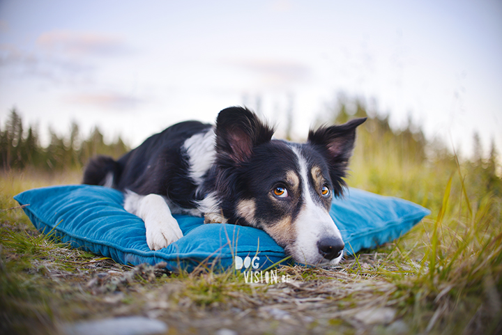 Flatruet and camping with dogs in Jämtland, Sweden | blog on www.DOGvision.be