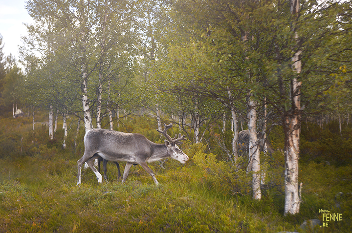 Flatruet and camping with dogs in Jämtland, Sweden | blog on www.DOGvision.be