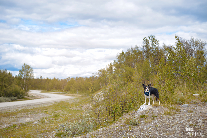 Flatruet and camping with dogs in Jämtland, Sweden | blog on www.DOGvision.be