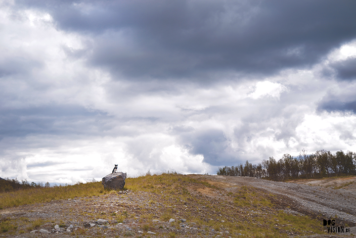 Flatruet and camping with dogs in Jämtland, Sweden | blog on www.DOGvision.be
