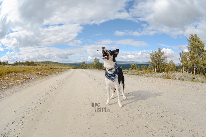 Flatruet and camping with dogs in Jämtland, Sweden | blog on www.DOGvision.be