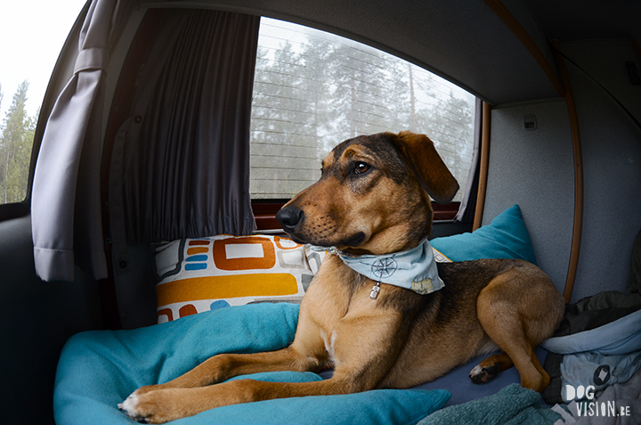 Flatruet and camping with dogs in Jämtland, Sweden | blog on www.DOGvision.be