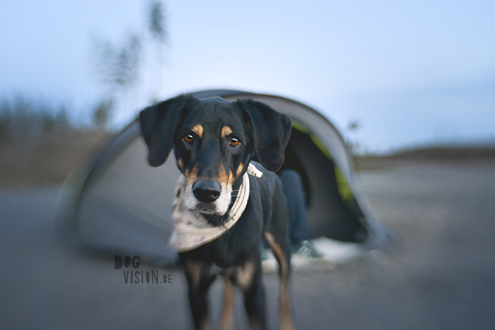 Lensbaby Twist 60 and Sweet 35 review | www.DOGvision.be