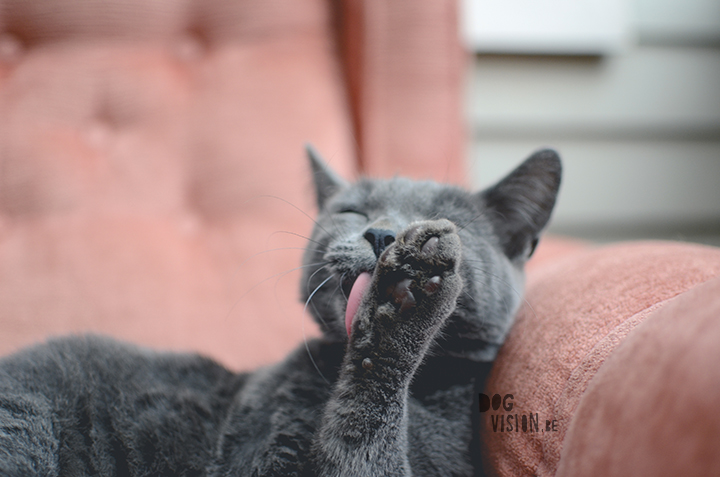 #TongueOutTuesday (37)| an unexpected cat story | www.DOGvision.be