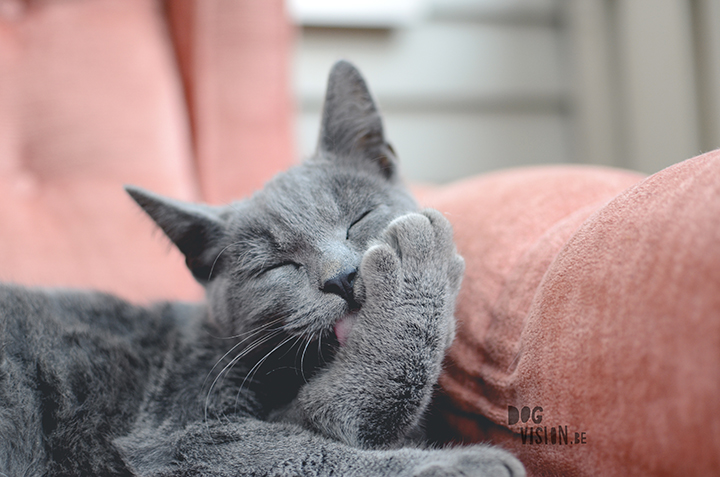 #TongueOutTuesday (37)| an unexpected cat story | www.DOGvision.be